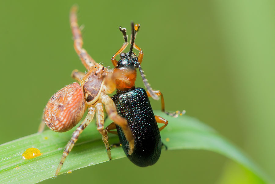 Kleine Spinne mit erbeutetem Käfer