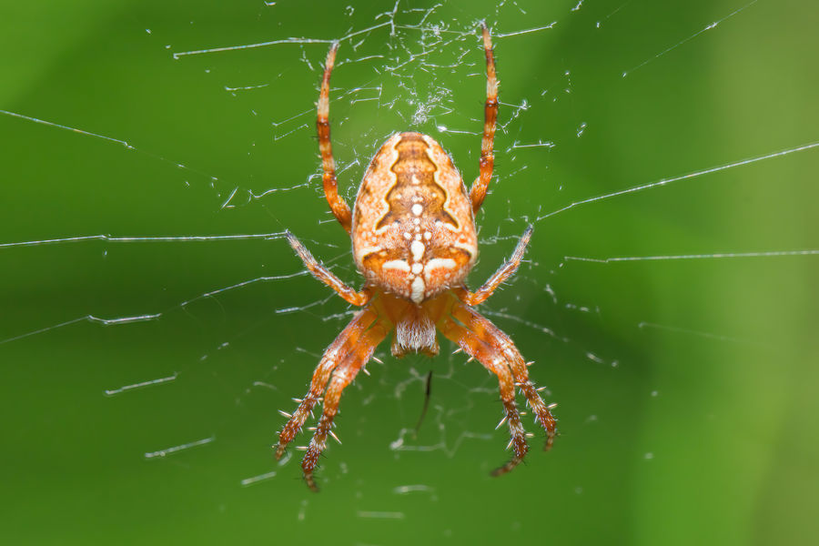 Kreuzspinne