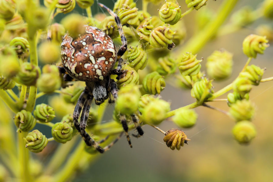 Kreuzspinne