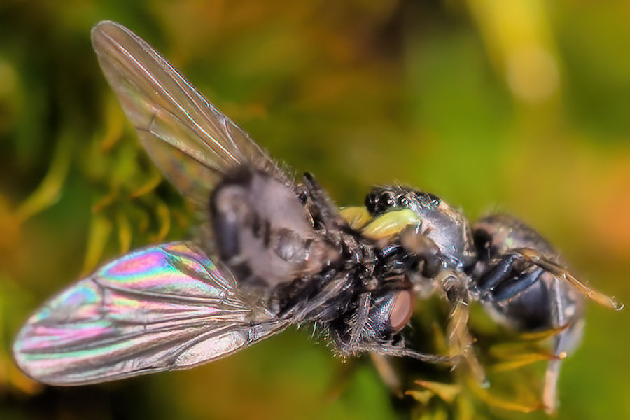 Kupfrige Sonnenspringspinne mit einer Fliege