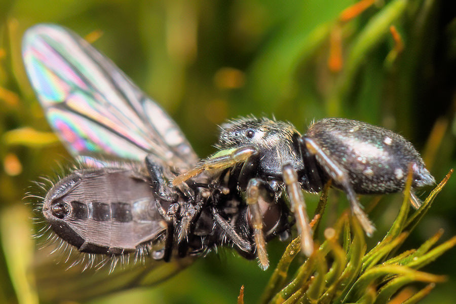 Kupfrige Sonnenspringspinne mit einer Fliege
