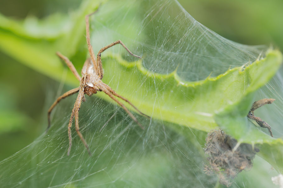 Listspinne bewacht ihre Jungen