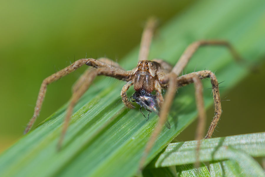 Listspinne mit einer Fliege