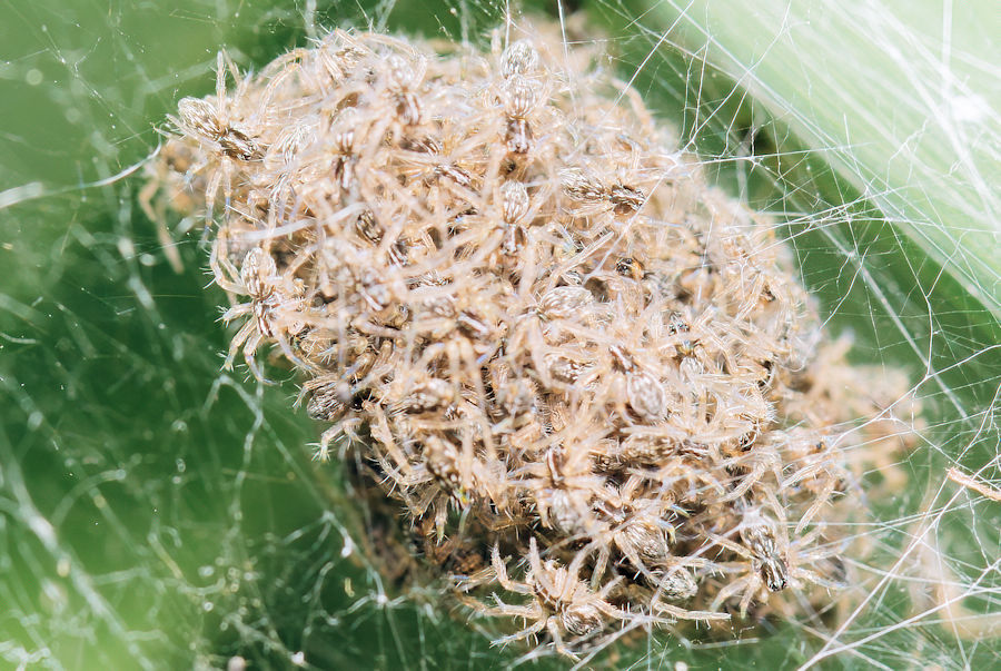 Spinnennachwuchs