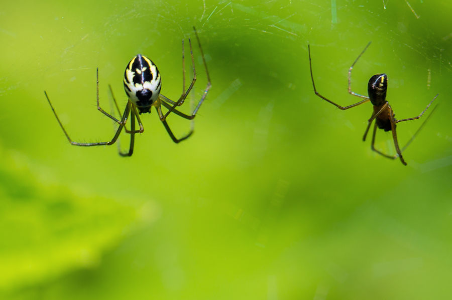 Spinnenpaar