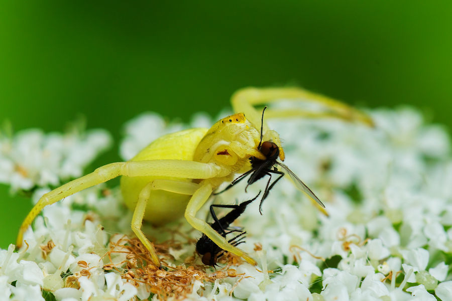 Veränderliche Krabbenspinne mit erbeuteter Fliege auf einer Wiesen Bärenklau