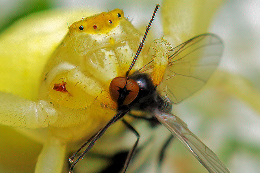Veränderliche Krabbenspinne mit erbeuteter Fliege auf einer Wiesen Bärenklau Details