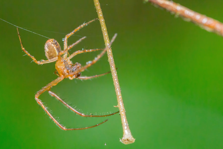 kleine Spinne