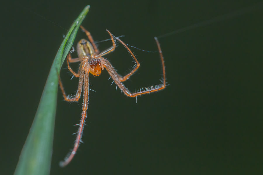 kleine Spinne
