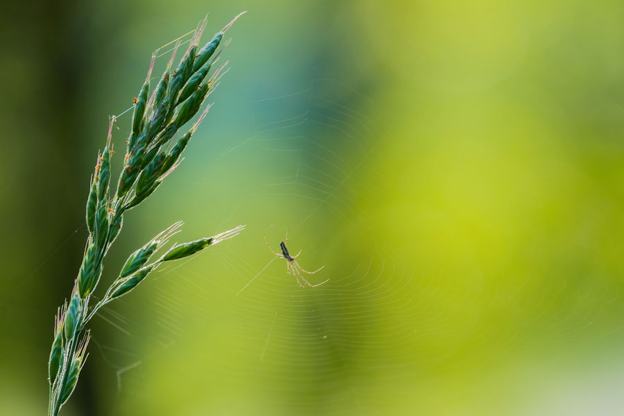 Spinne im Netz