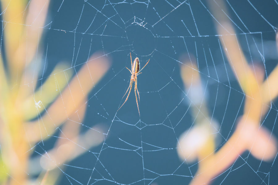 Spinne im Netz