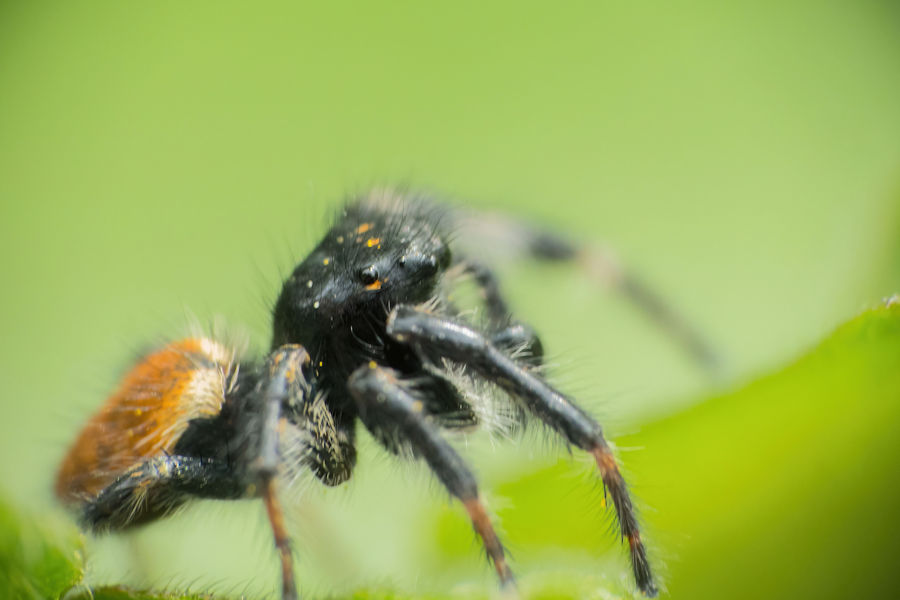 Springspinne