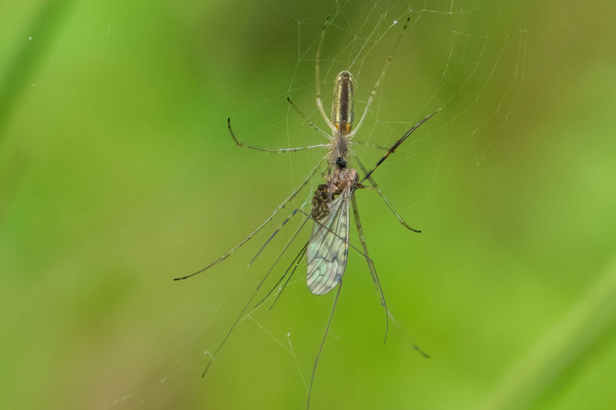 kleine Spinne mit Beute