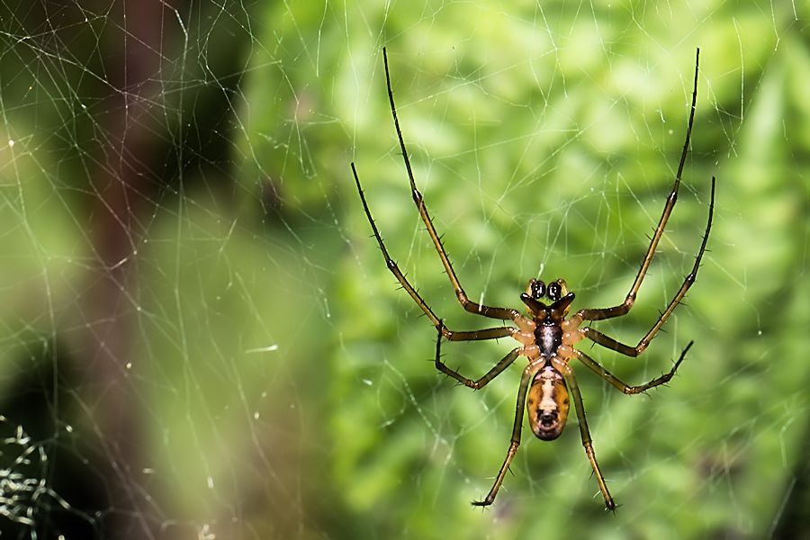 Bauchseite einer kleinen Spinne