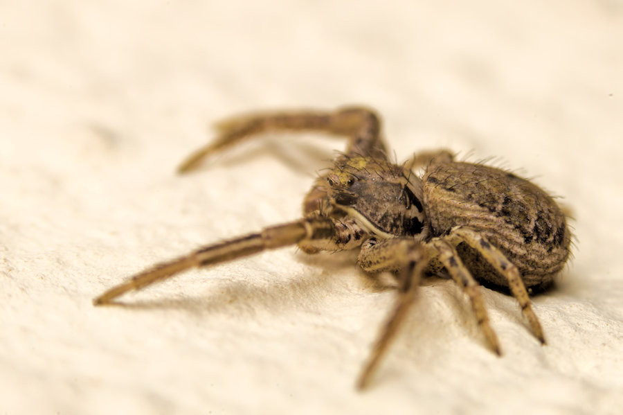 Braune Krabbenspinne