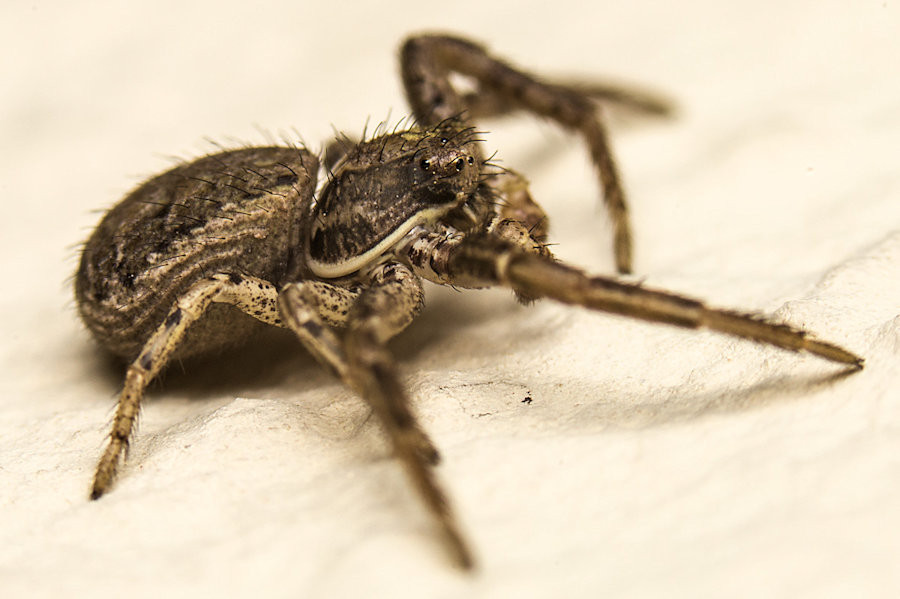 Braune Krabbenspinne