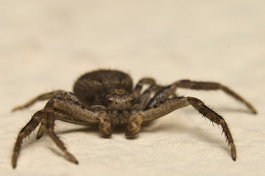 Braune Krabbenspinne