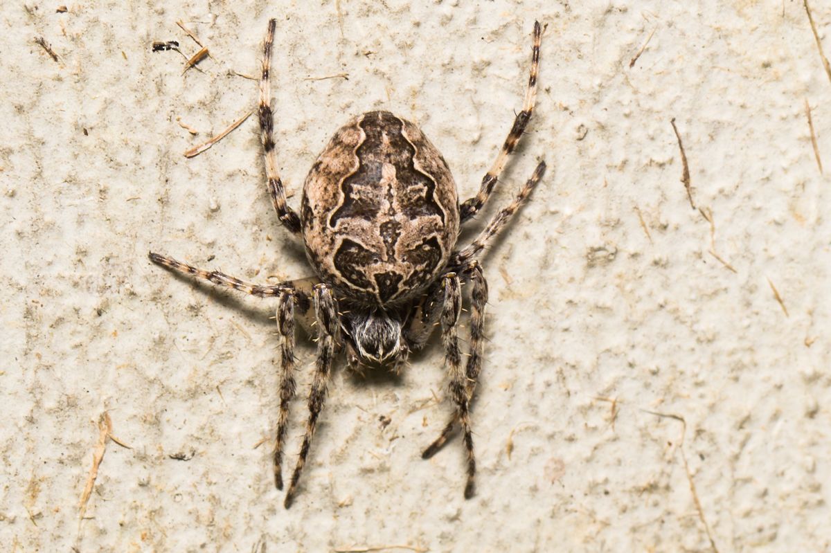 Brückenkreuzspinne