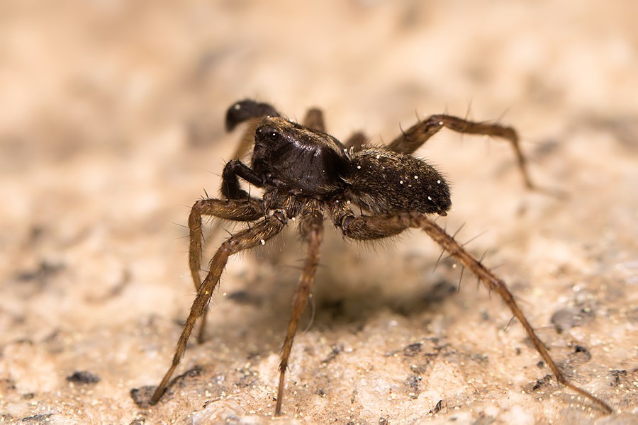 Kleine Spinne