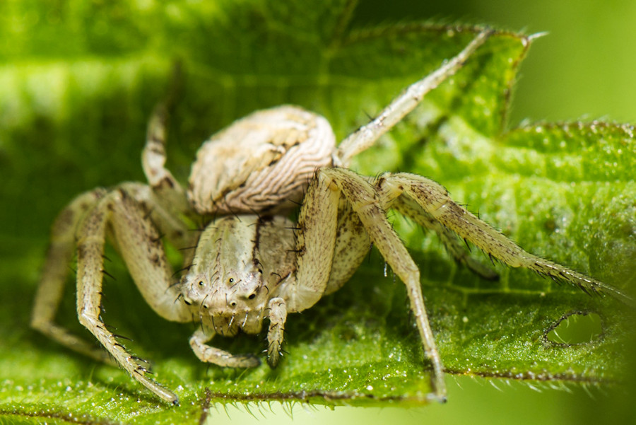 Krabbenspinne