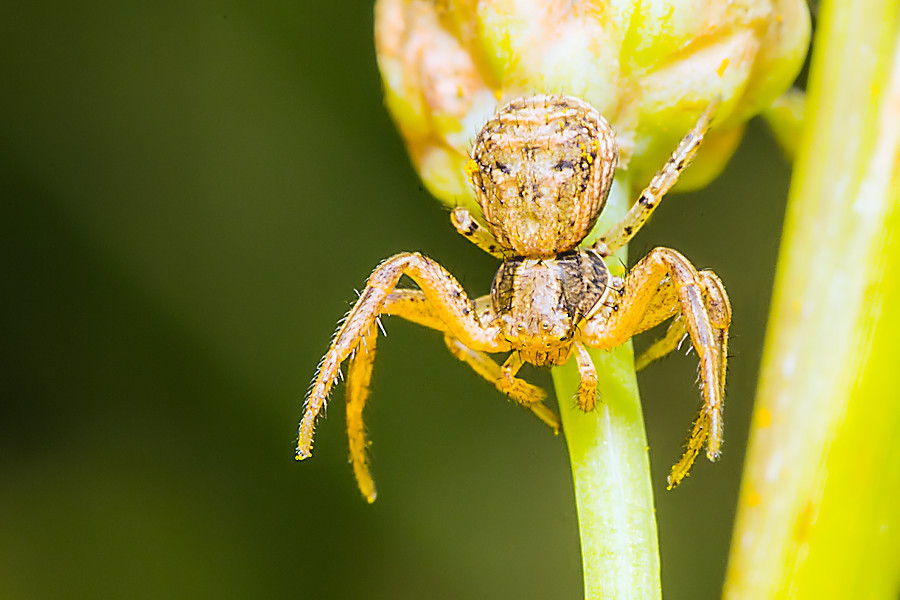 Krabbenspinne