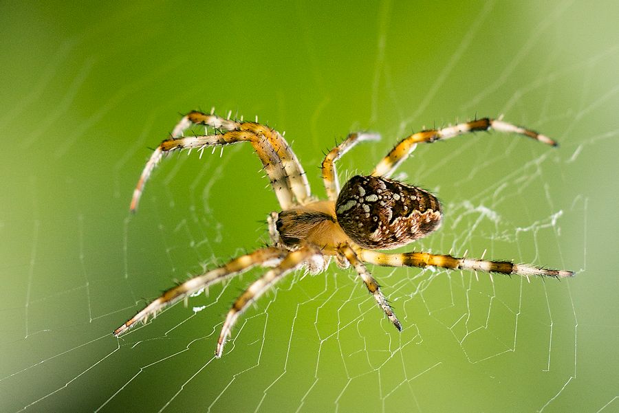 Kreuzspinne