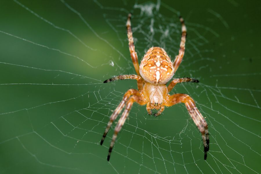 Kreuzspinne