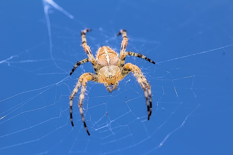 Kreuzspinne