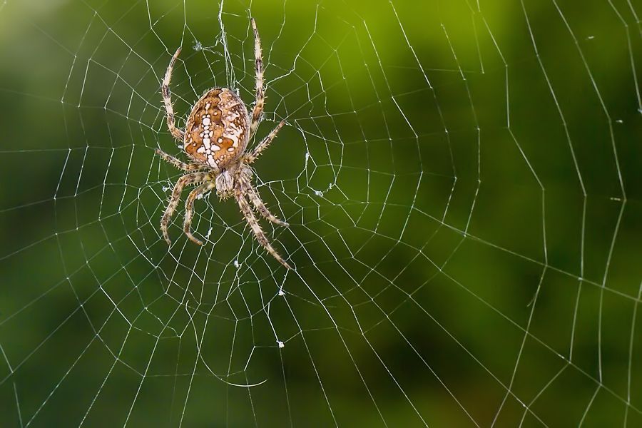 Kreuzspinne