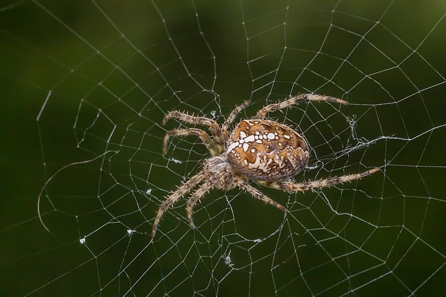 Kreuzspinne
