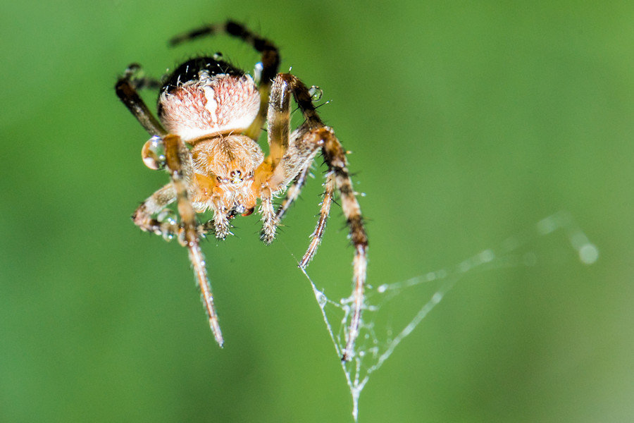 Kreuzspinne