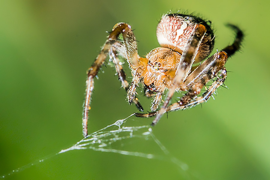 Kreuzspinne