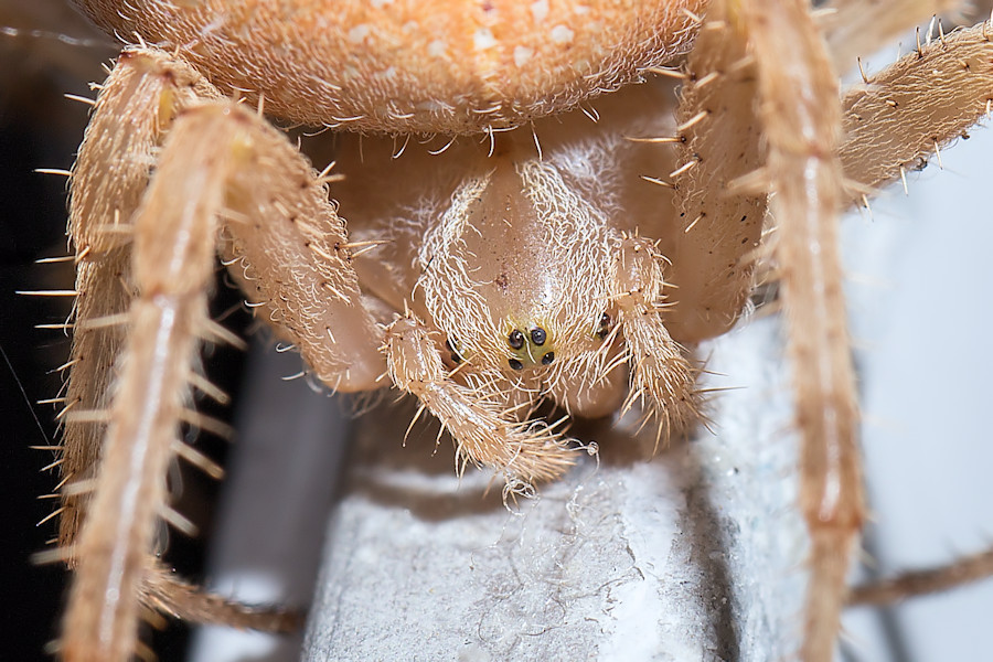 Kreuzspinne