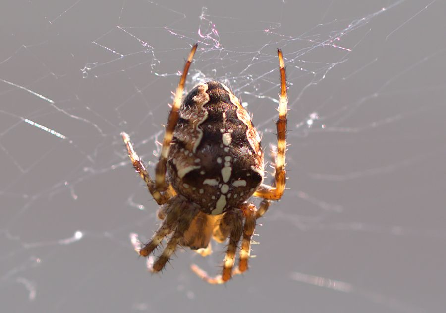 Kreuzspinne