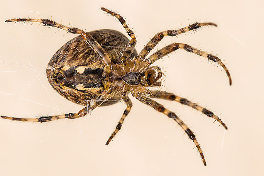 Kreuzspinne Bauchseite