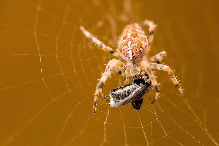 Kreuzspinne beim essen