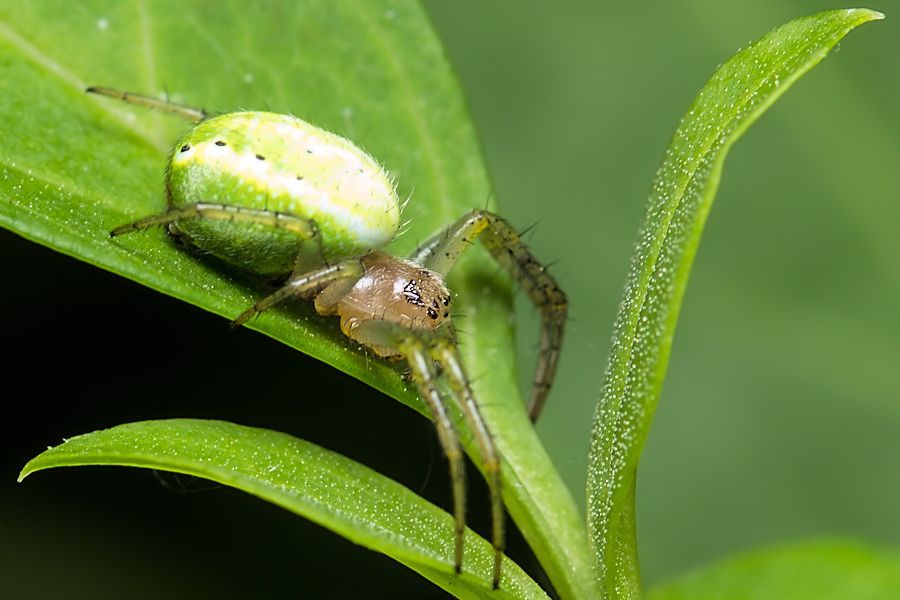 Kürbisspinne