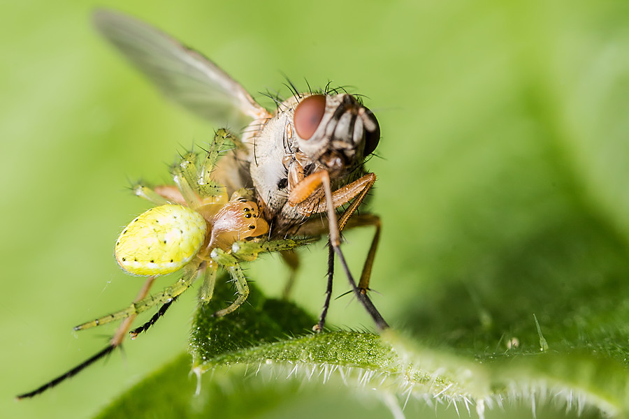 Kürbisspinne mit Fliege