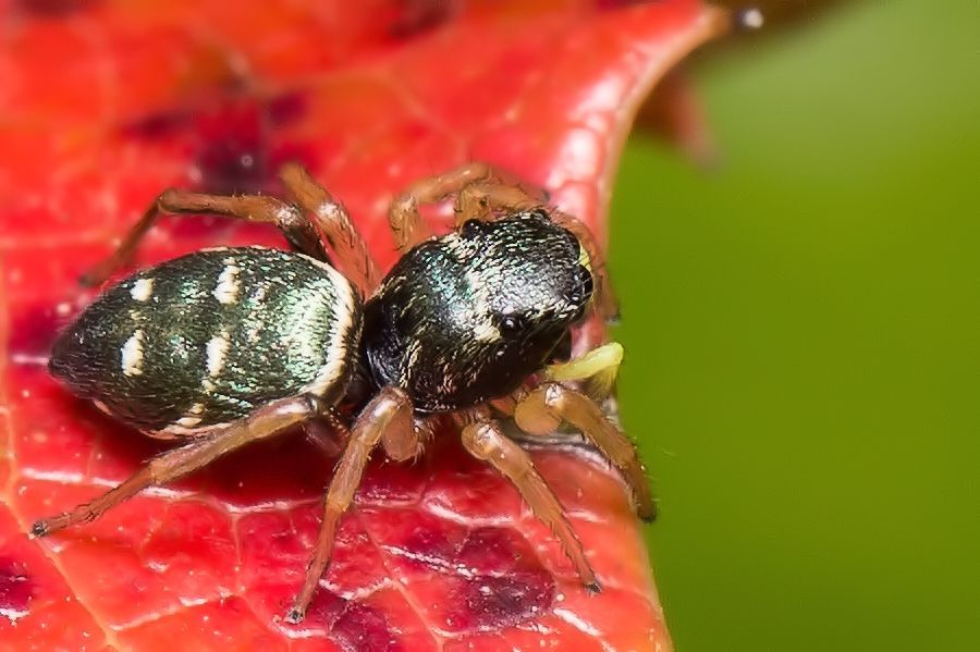 Kupfrige Sonnenspringspinne