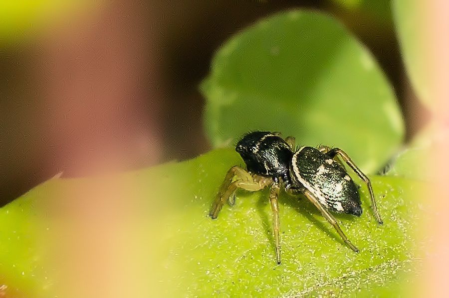 Kupfrige Sonnenspringspinne