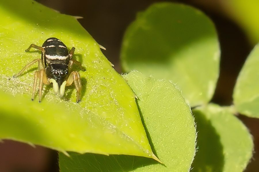 Kupfrige Sonnenspringspinne