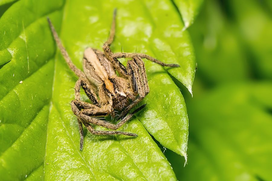 Listspinne