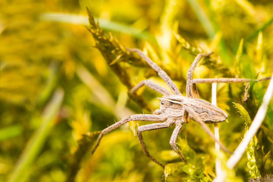Listspinne