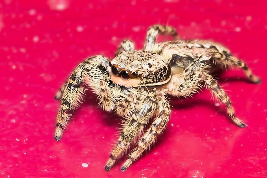 Rindenspringspinne