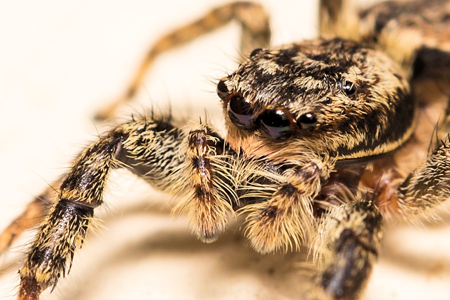 Rindenspringspinne