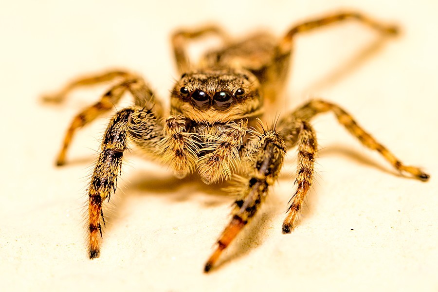Rindenspringspinne