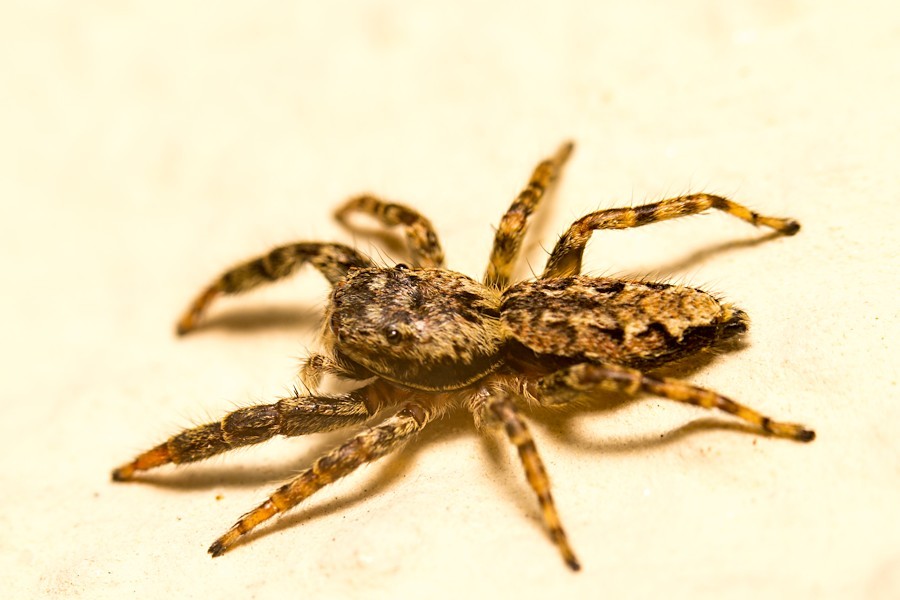 Rindenspringspinne