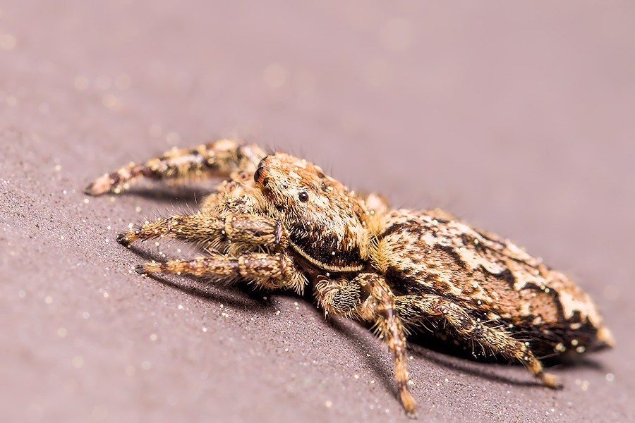 Rindenspringspinne