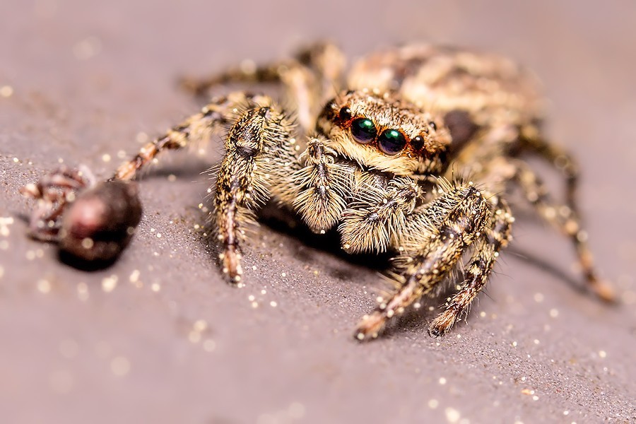 Rindenspringspinne lässt von Käfer ab