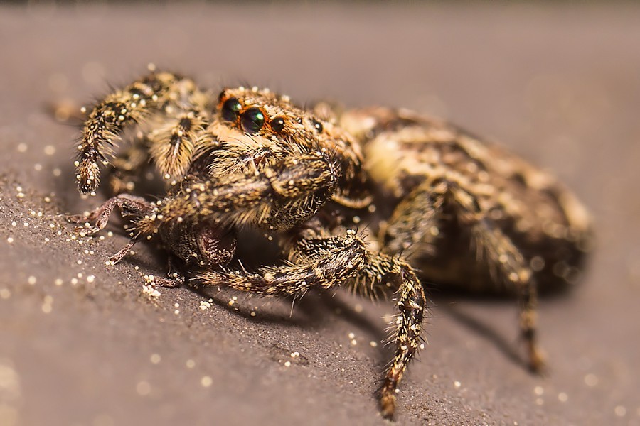 Rindenspringspinne mit Käfer